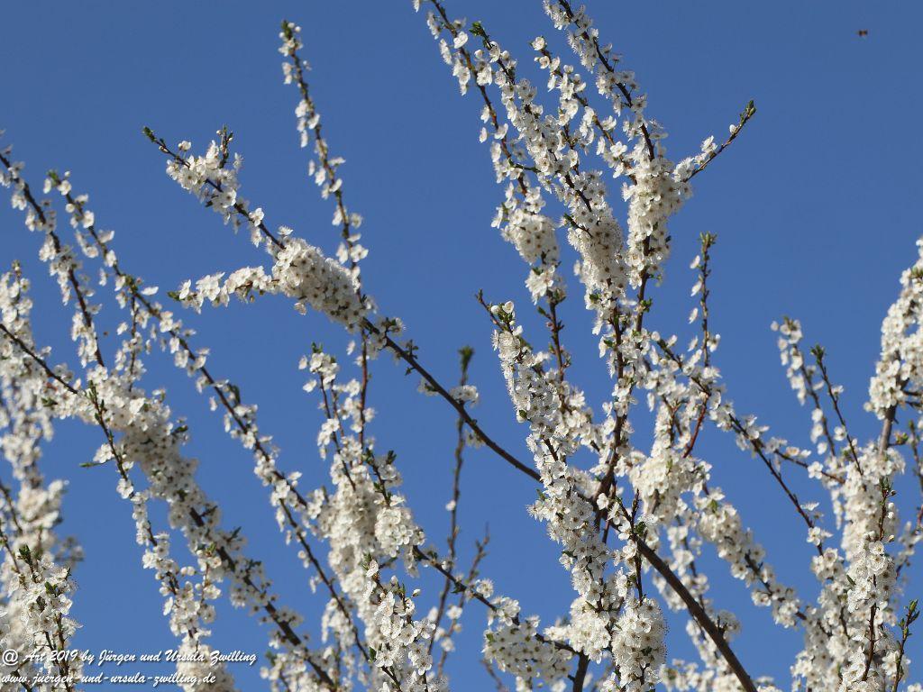 Blütenstart in Rheinhessen