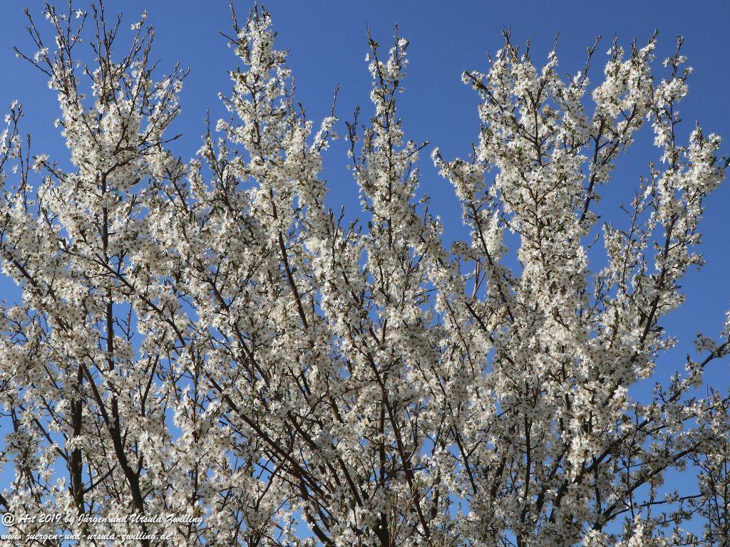 Blütenstart in Rheinhessen