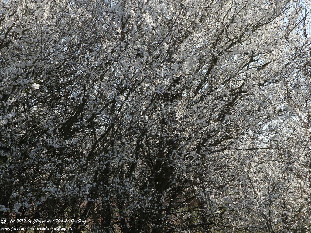 Blütenstart in Rheinhessen