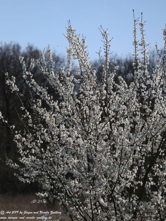 Blütenstart in Rheinhessen