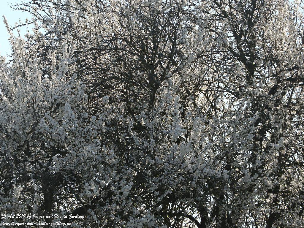 Blütenstart in Rheinhessen