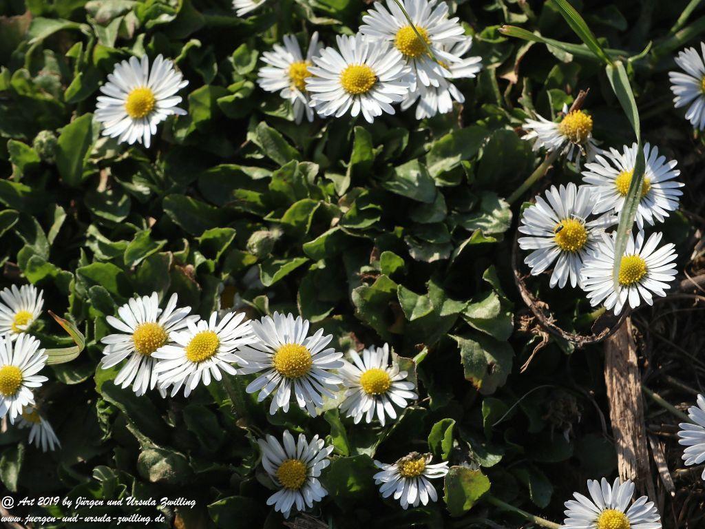Blütenstart in Rheinhessen