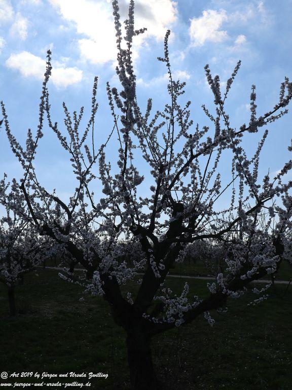Aprikosenblüte in Rheinhessen