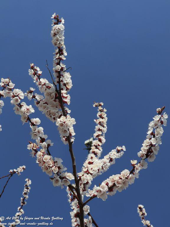 Aprikosenblüte in Rheinhessen