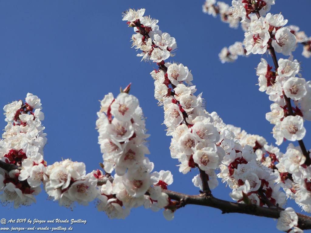 Aprikosenblüte in Rheinhessen