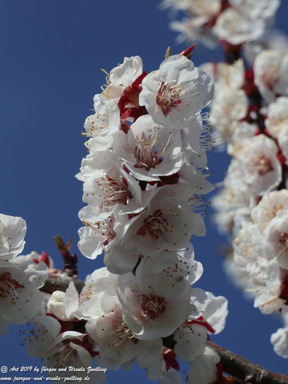 Aprikosenblüte in Rheinhessen