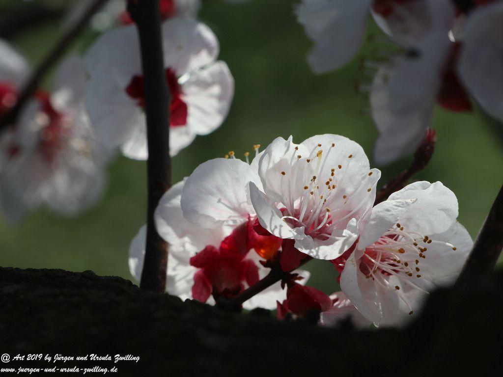 Aprikosenblüte in Rheinhessen