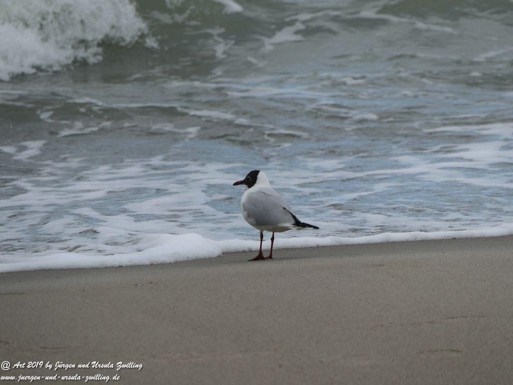 Philosophische Bildwanderung Hohe Ufer Ahrenshoop und Wustrow - Steilküste -Fischland - Mecklenburg-Vorpommern - Ostsee