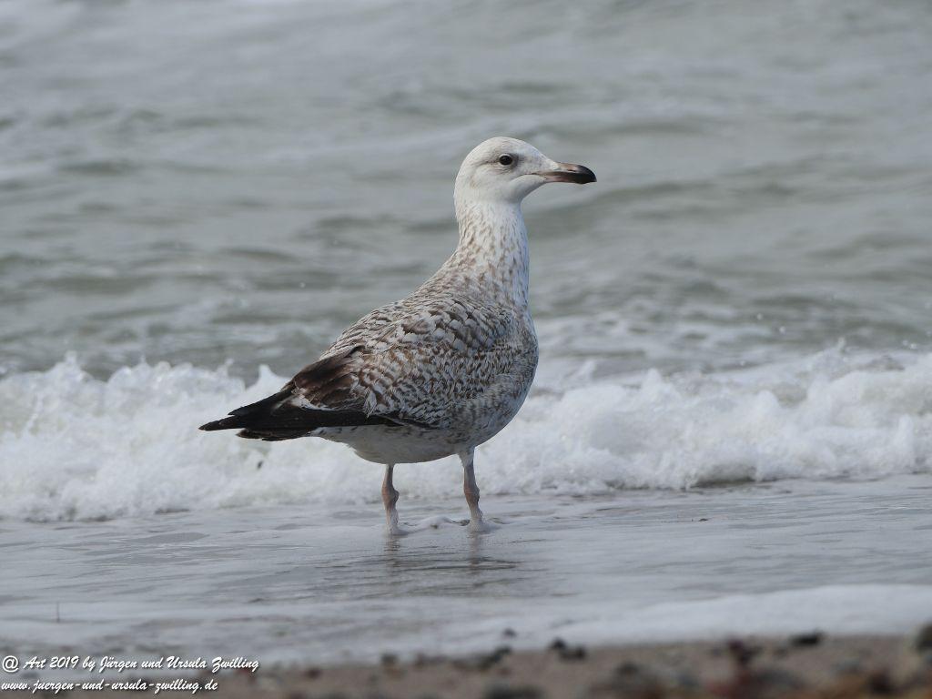 Philosophische Bildwanderung Hohe Ufer Ahrenshoop und Wustrow - Steilküste -Fischland - Mecklenburg-Vorpommern - Ostsee