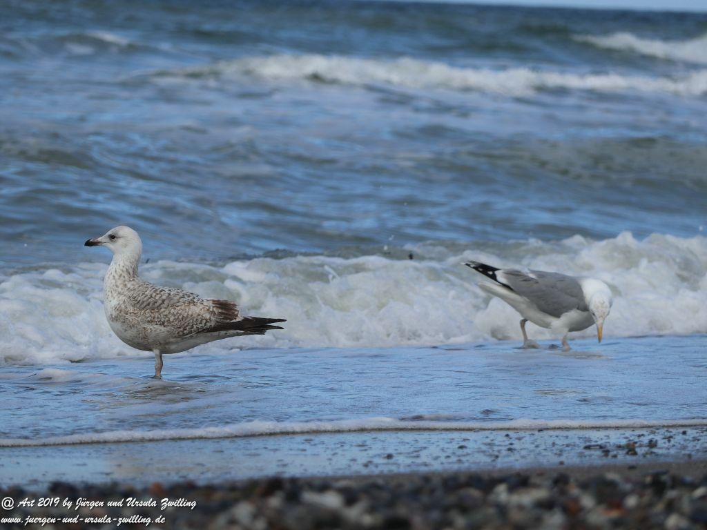Philosophische Bildwanderung Hohe Ufer Ahrenshoop und Wustrow - Steilküste -Fischland - Mecklenburg-Vorpommern - Ostsee