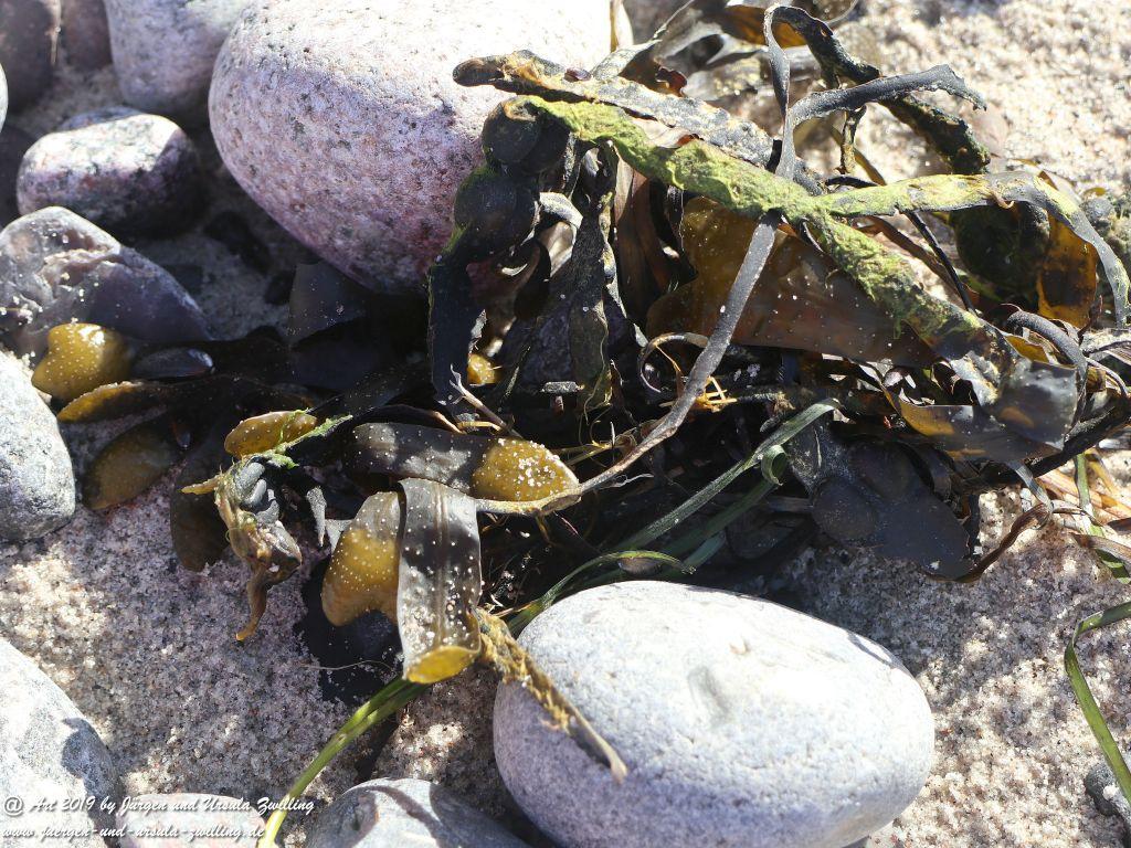 Philosophische Bildwanderung Hohe Ufer Ahrenshoop und Wustrow - Steilküste -Fischland - Mecklenburg-Vorpommern - Ostsee