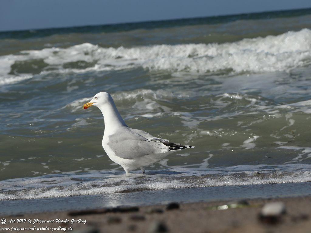 Philosophische Bildwanderung  Hohe Ufer  Ahrenshoop und Wustrow - Steilküste  -Fischland - Mecklenburg-Vorpommern - Ostsee