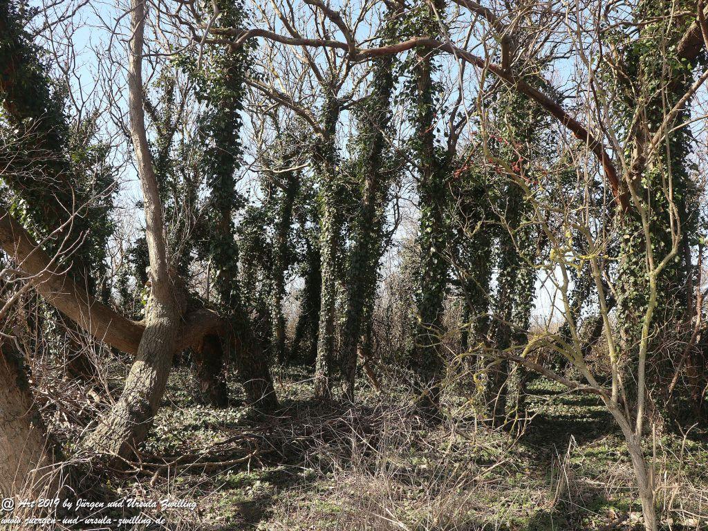 Philosophische Bildwanderung Hohe Ufer Ahrenshoop und Wustrow - Steilküste -Fischland - Mecklenburg-Vorpommern - Ostsee