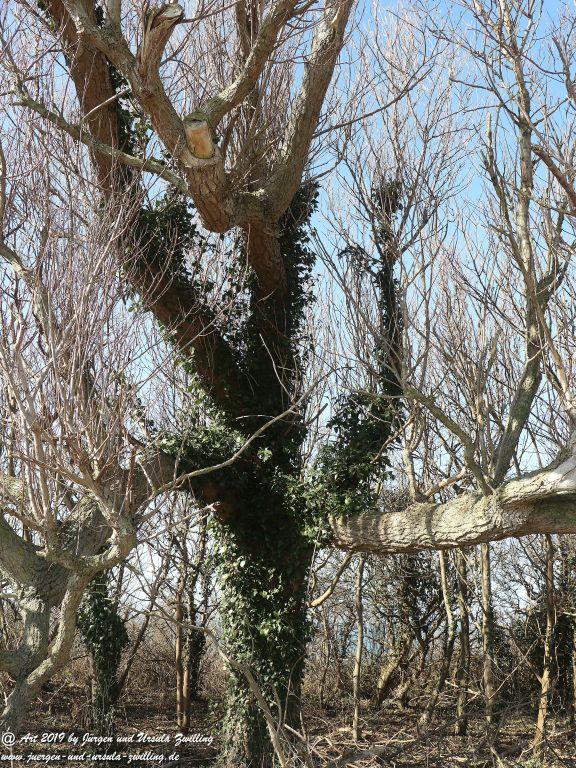 Philosophische Bildwanderung Hohe Ufer Ahrenshoop und Wustrow - Steilküste -Fischland - Mecklenburg-Vorpommern - Ostsee