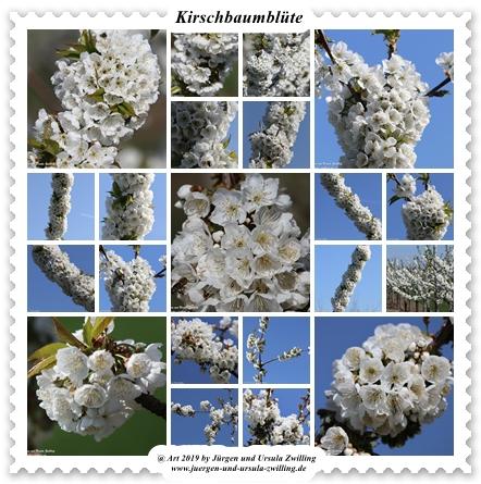 Kirschbaumblüte in Mainz Finthen - Rheinhessen