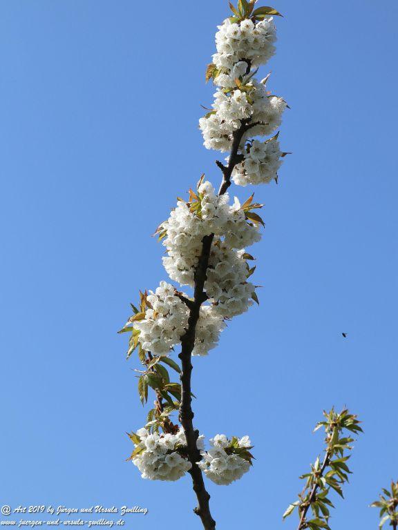 Kirschbaumblüte in Mainz Finthen - Rheinhessen