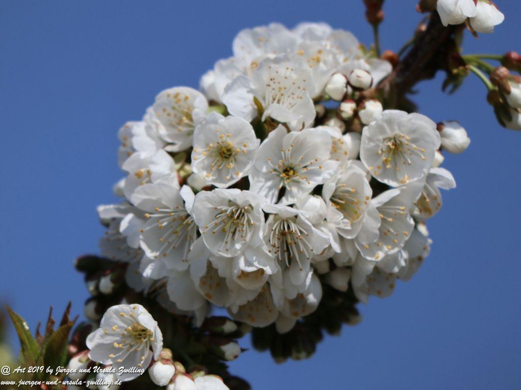 Kirschbaumblüte in Mainz Finthen - Rheinhessen