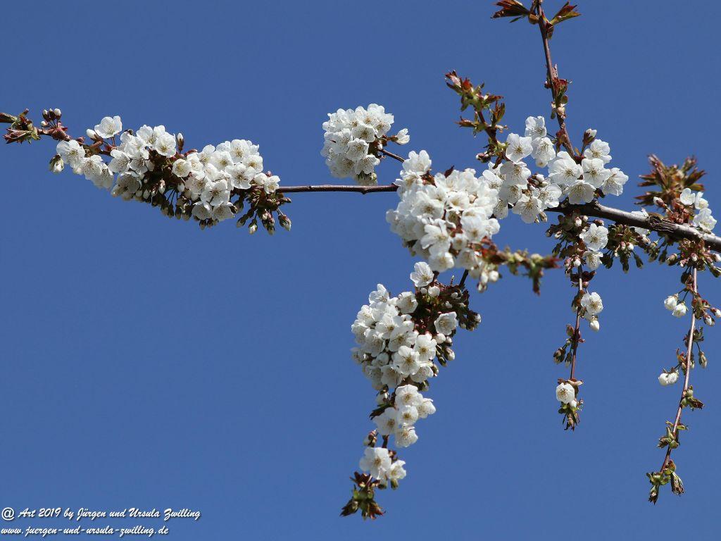 Kirschbaumblüte in Mainz Finthen - Rheinhessen