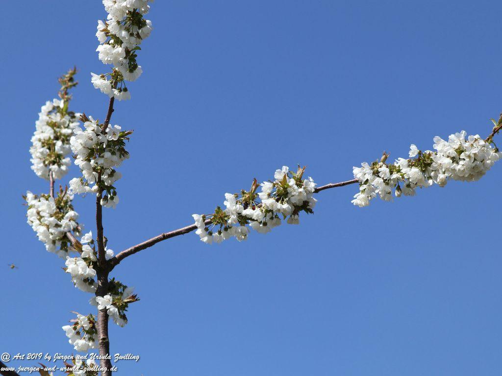 Kirschbaumblüte in Mainz Finthen - Rheinhessen
