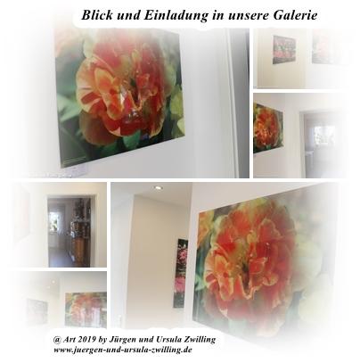 Blick und Einladung in unsere Galerie - Tulpe auf Acrylglas