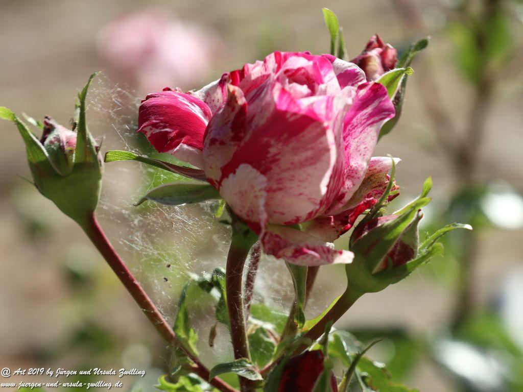 Rosentage in Eltville am Rhein -Rheingau