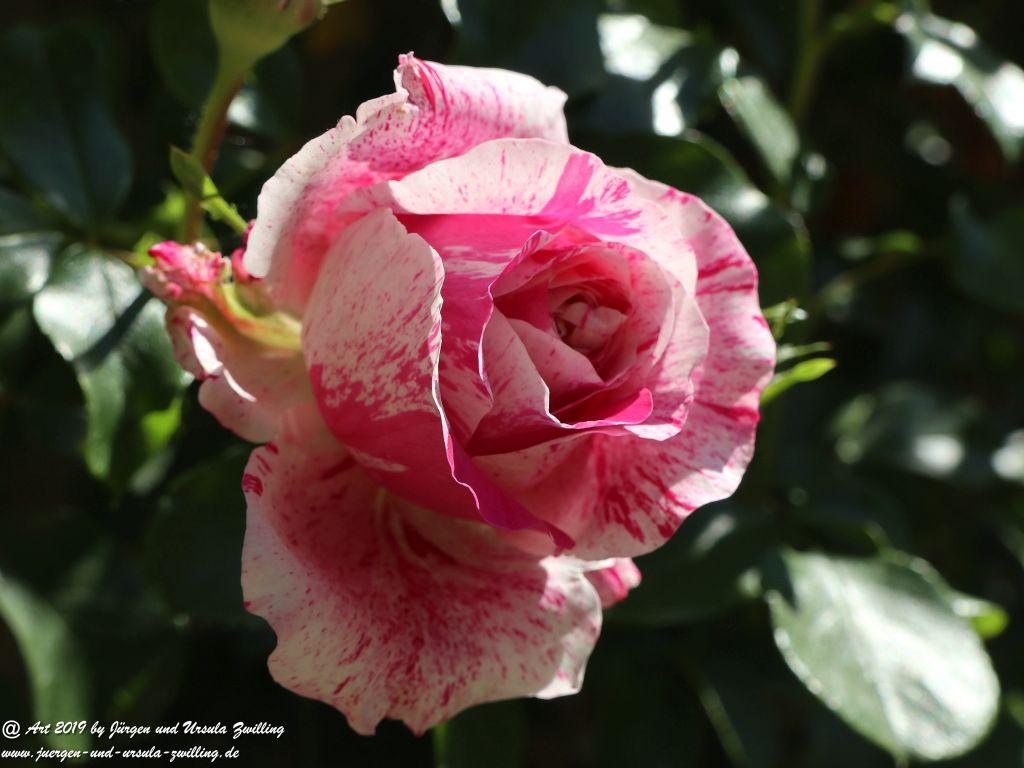Rosentage in Eltville am Rhein -Rheingau