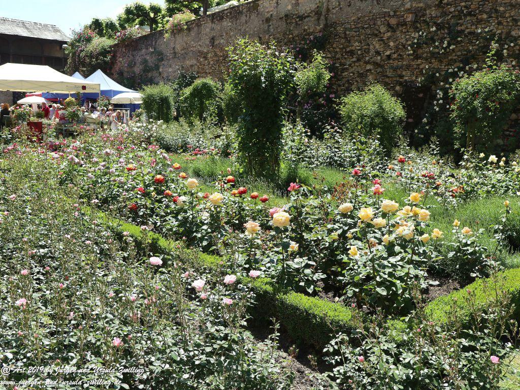 Rosentage in Eltville am Rhein -Rheingau