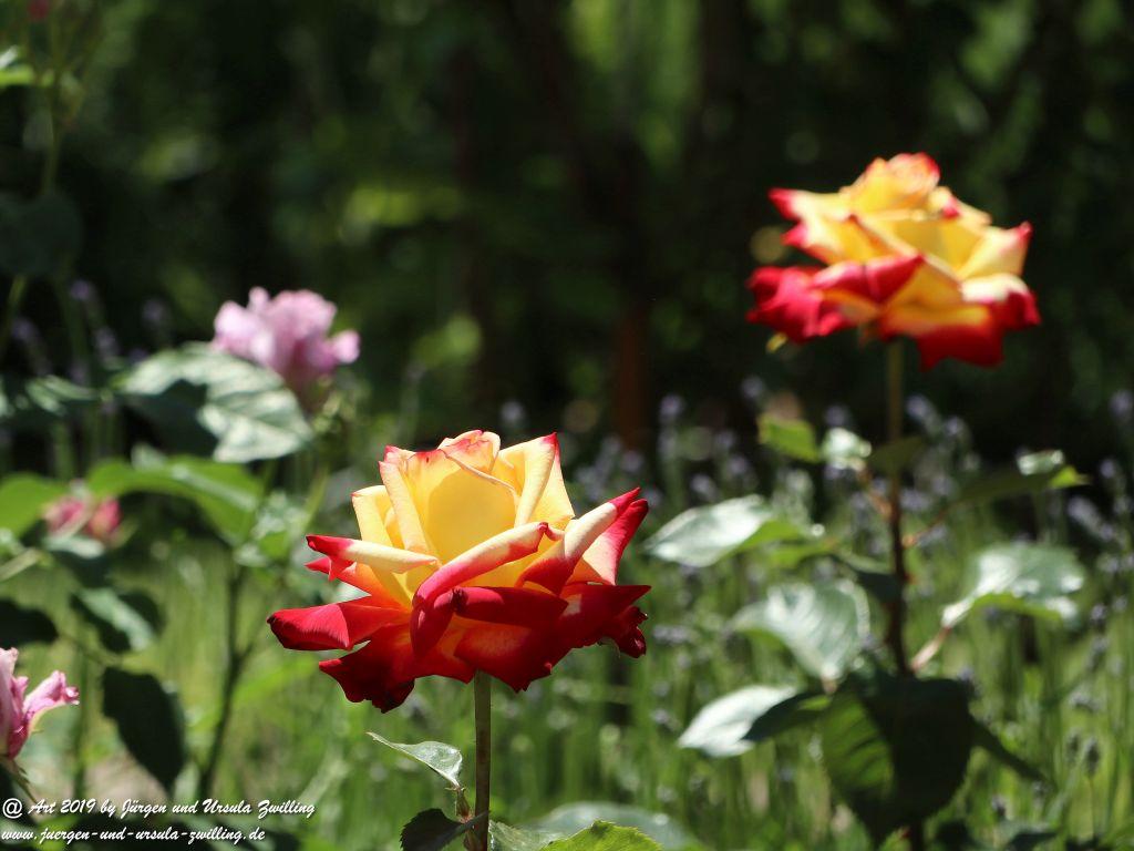 Rosentage in Eltville am Rhein -Rheingau
