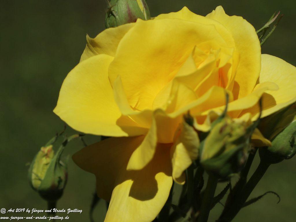 Rosentage in Eltville am Rhein -Rheingau