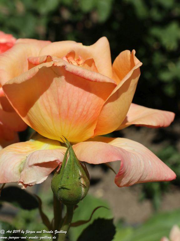 Rosentage in Eltville am Rhein -Rheingau