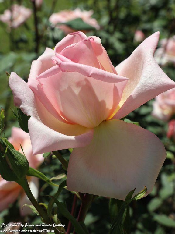 Rosentage in Eltville am Rhein -Rheingau