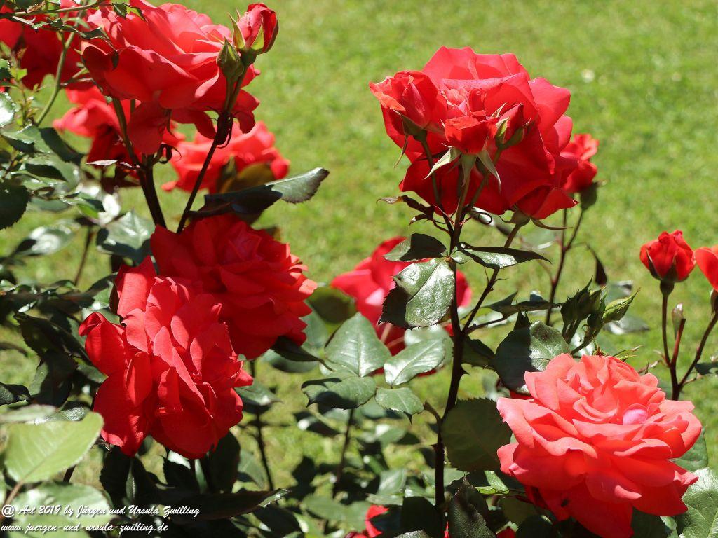 Rosentage in Eltville am Rhein -Rheingau