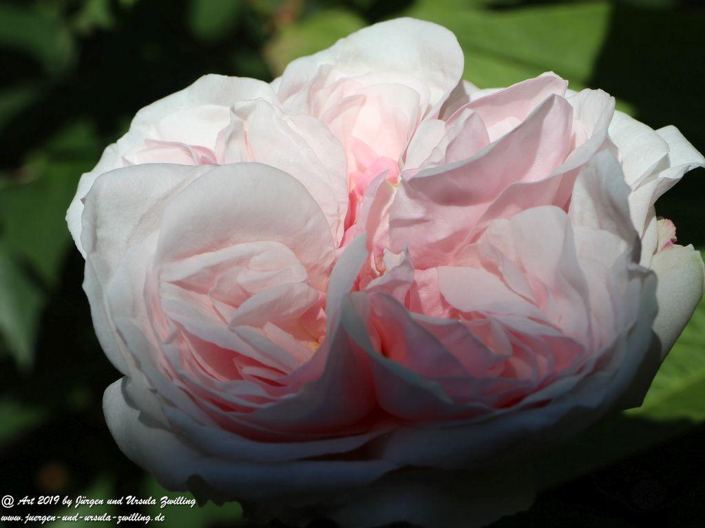 Rosentage in Eltville am Rhein -Rheingau