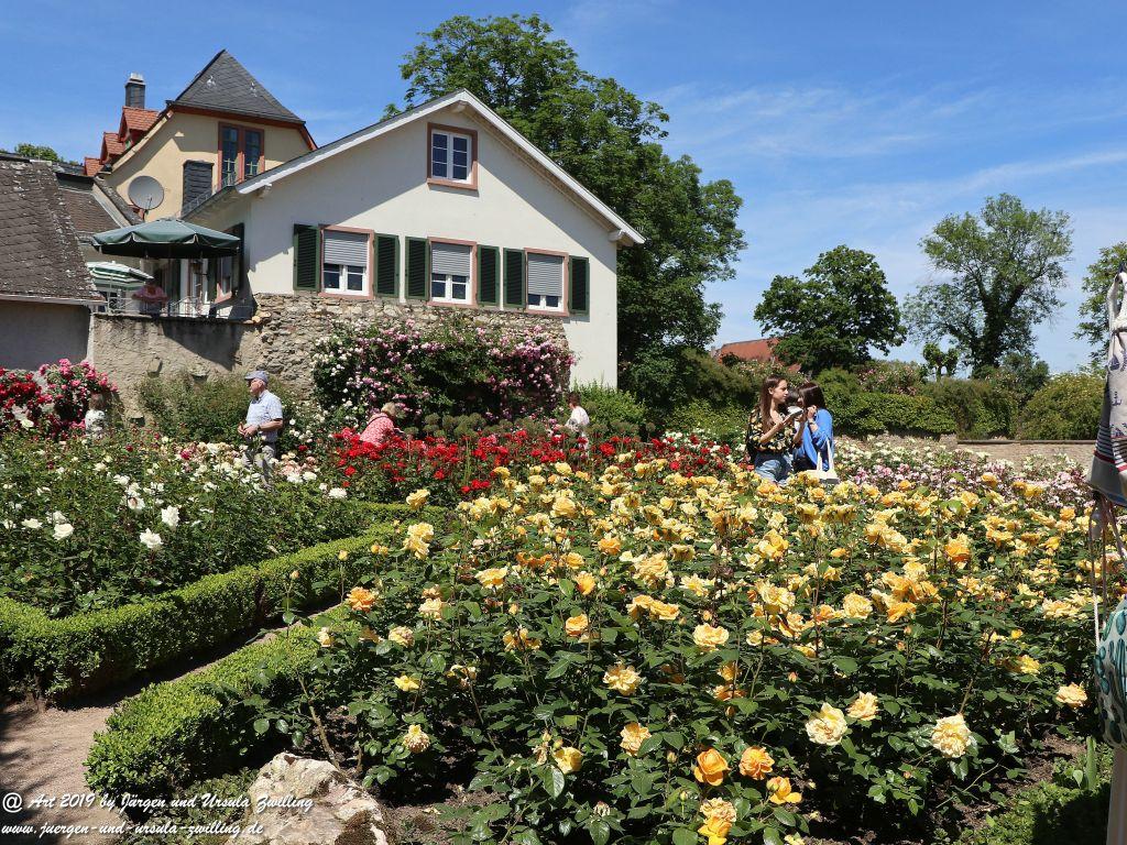 Rosentage in Eltville am Rhein -Rheingau