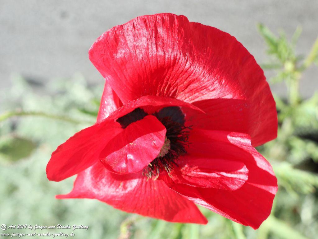 Rosentage in Eltville am Rhein -Rheingau
