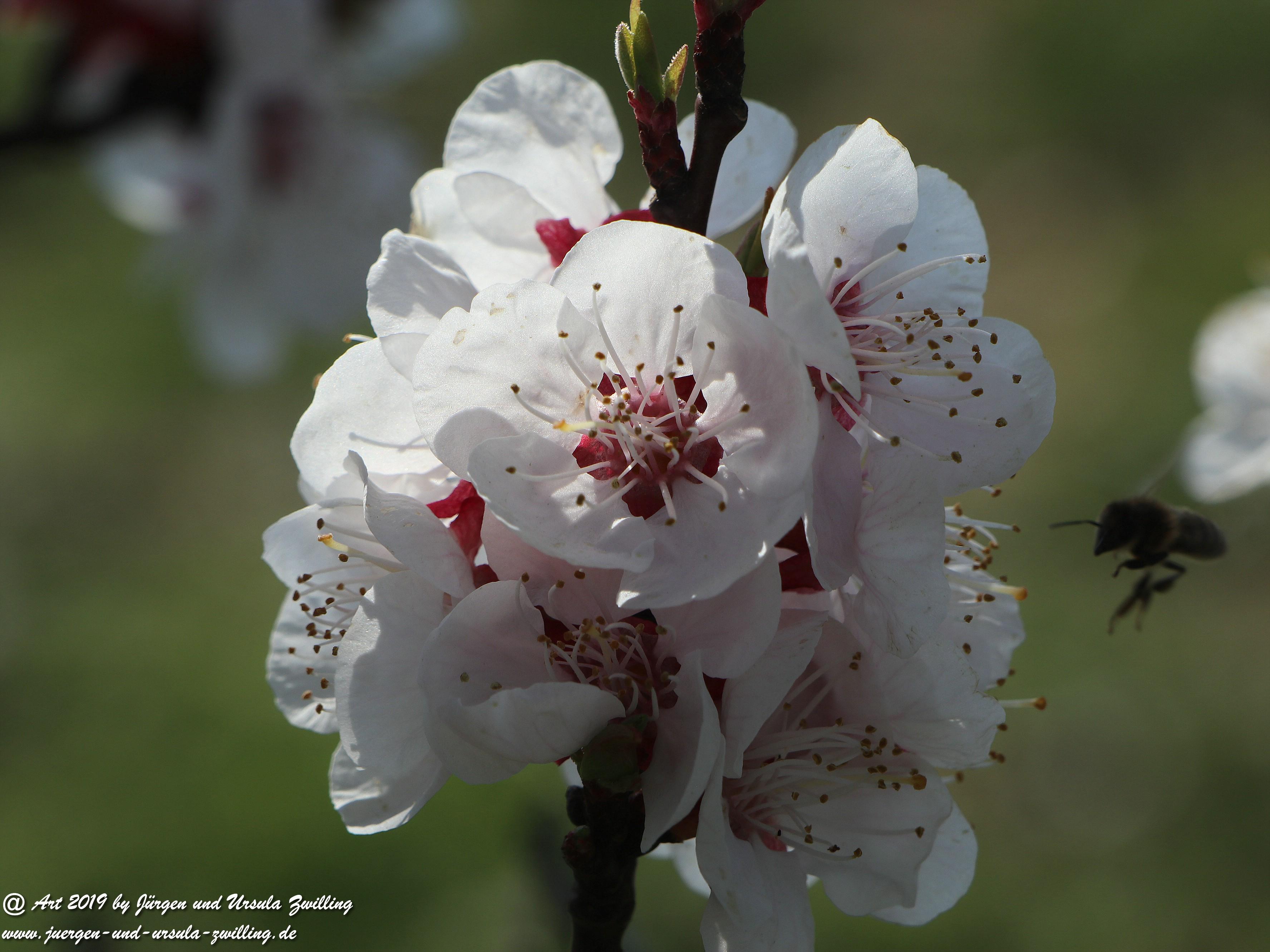 Aprikosenblüten 23 