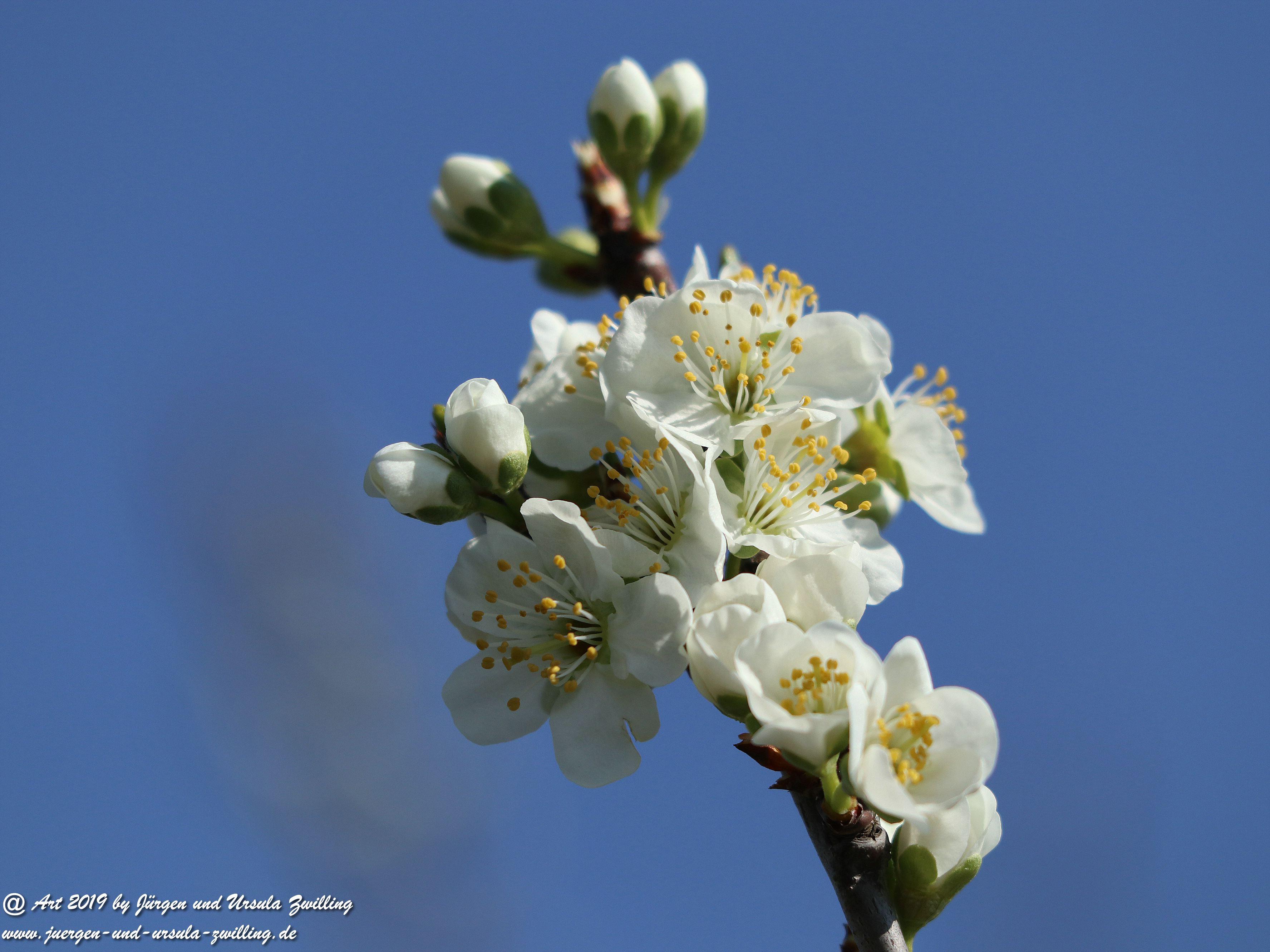 Pflaumenbaumblüte 2