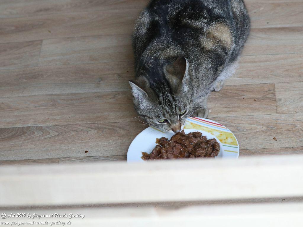 Katze Mimi - Dr. Rodolfo im Mai 2019