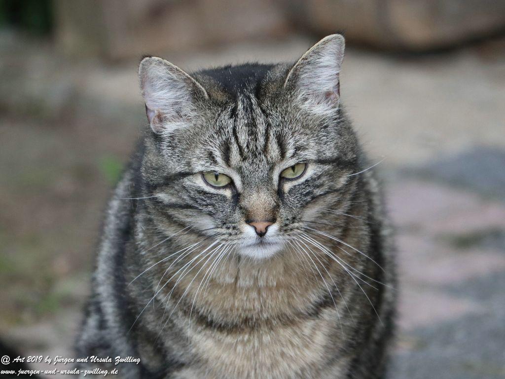 Katze Mimi - Dr. Rodolfo im Mai 2019