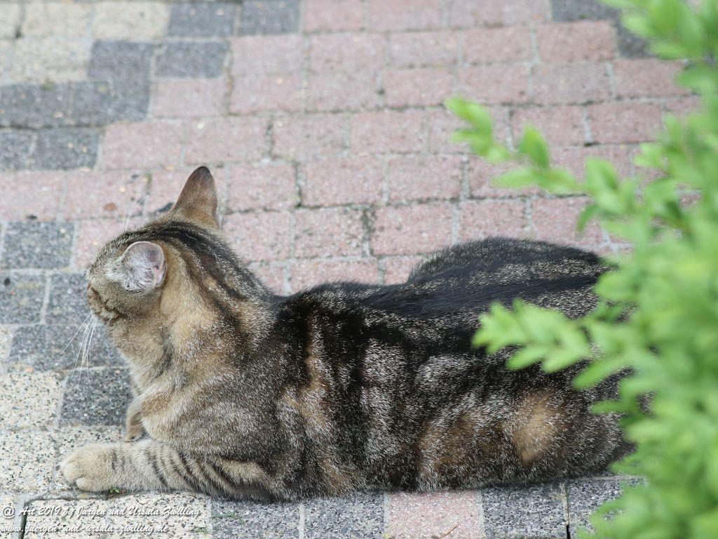 Katze Mimi - Dr. Rodolfo im Mai 2019