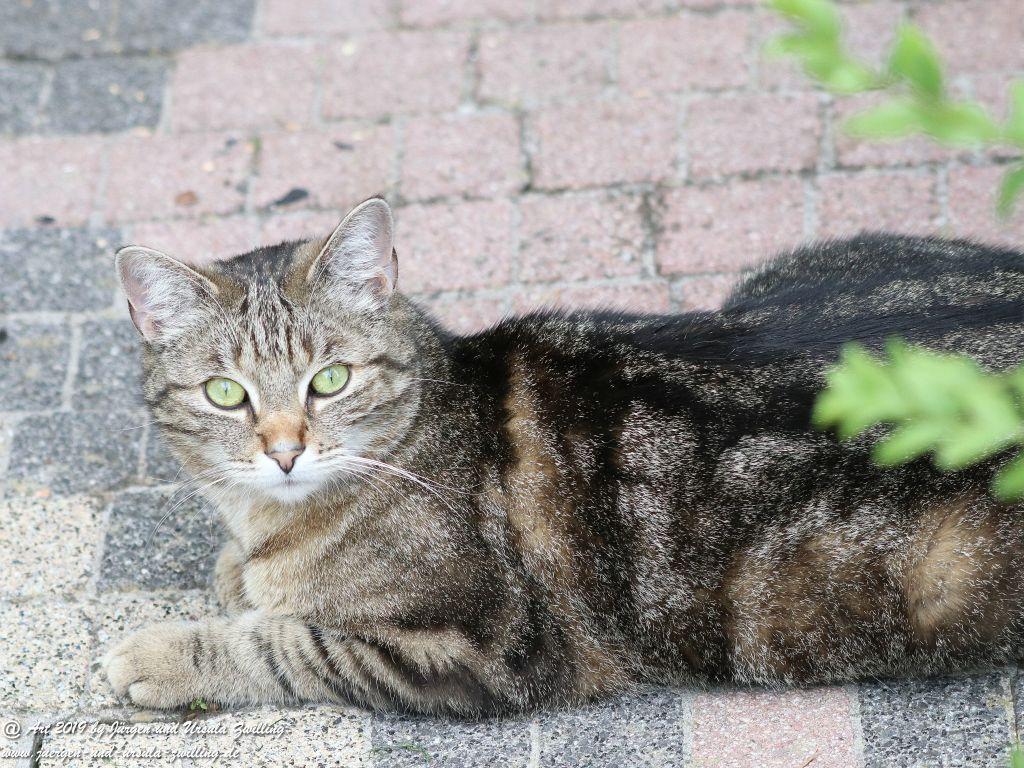 Katze Mimi - Dr. Rodolfo im Mai 2019