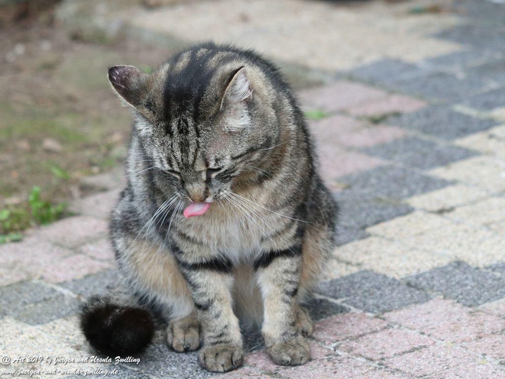 Katze Mimi - Dr. Rodolfo im Mai 2019