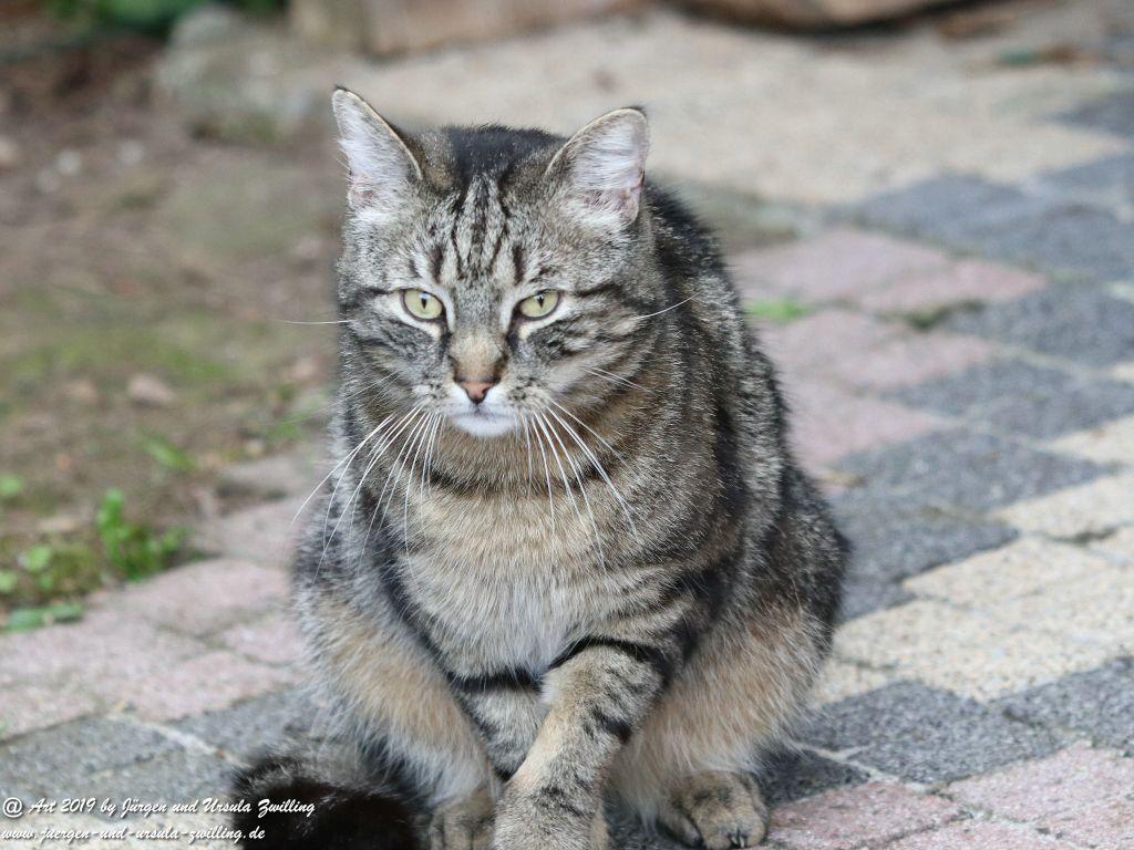 Katze Mimi - Dr. Rodolfo im Mai 2019
