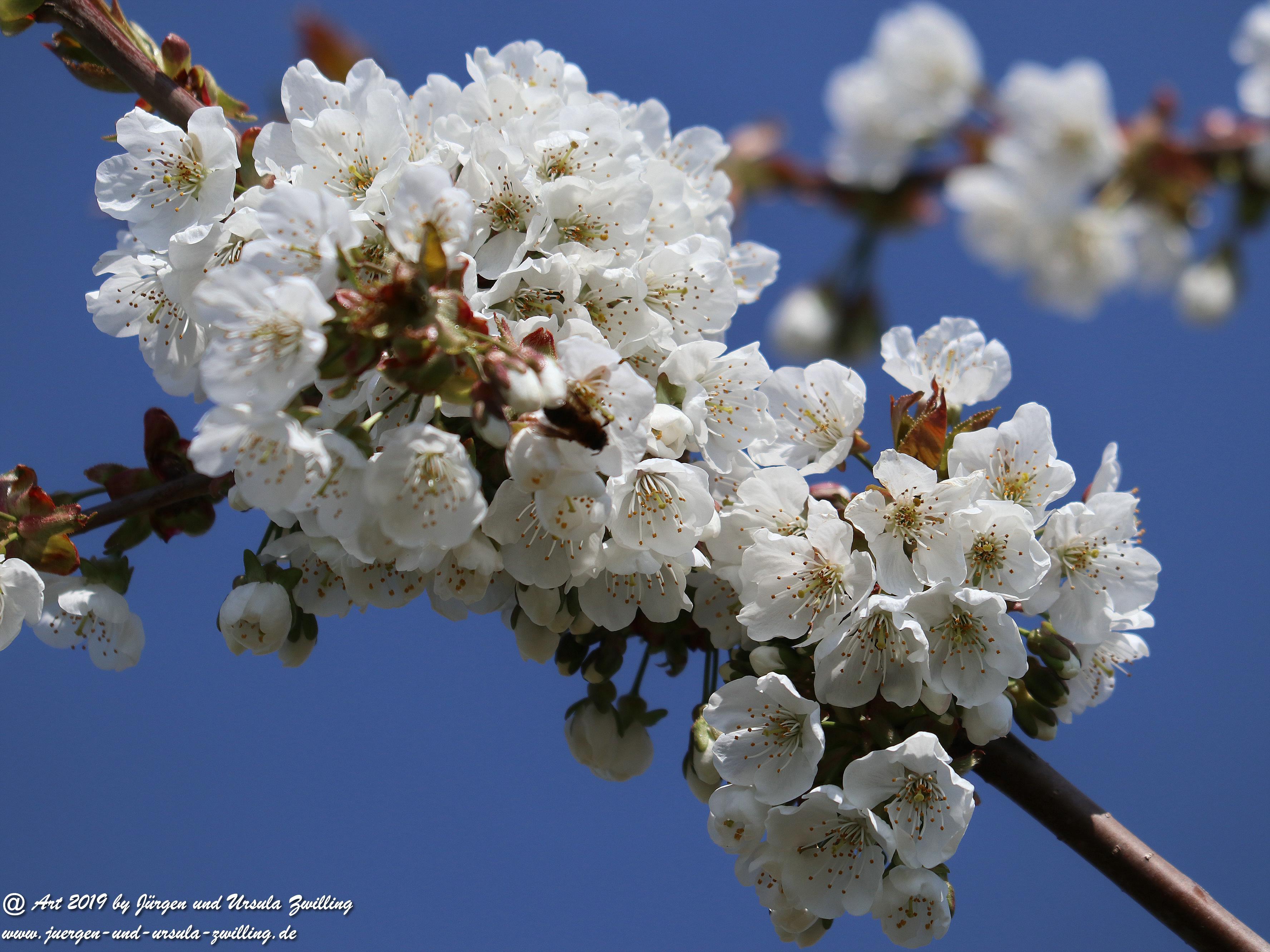 Kirschbaumblüte 5