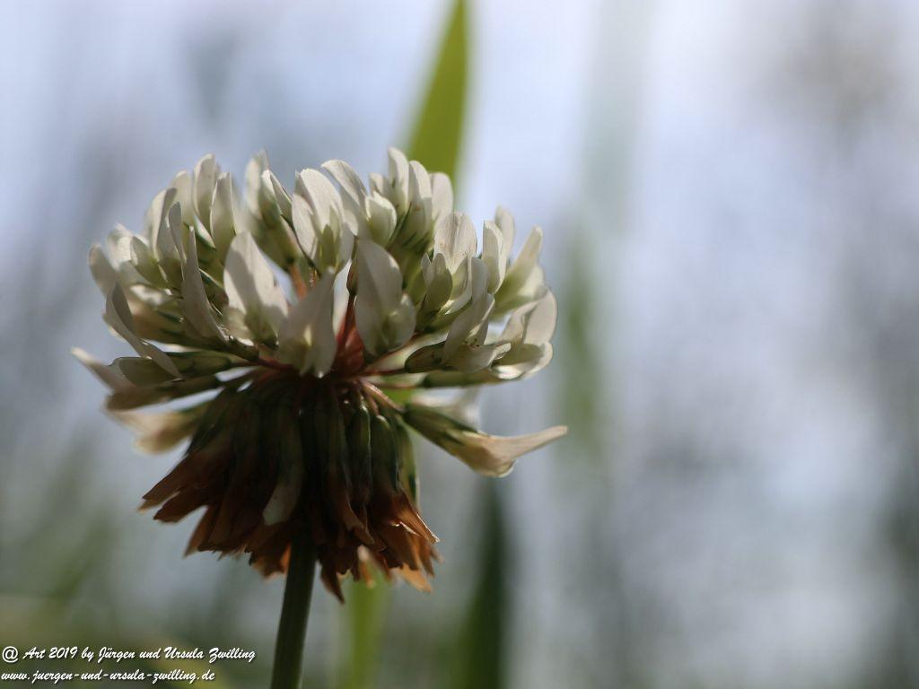 Herrenchiemsee - Schloss Herrenchiemsee - Chiemsee - Bayern