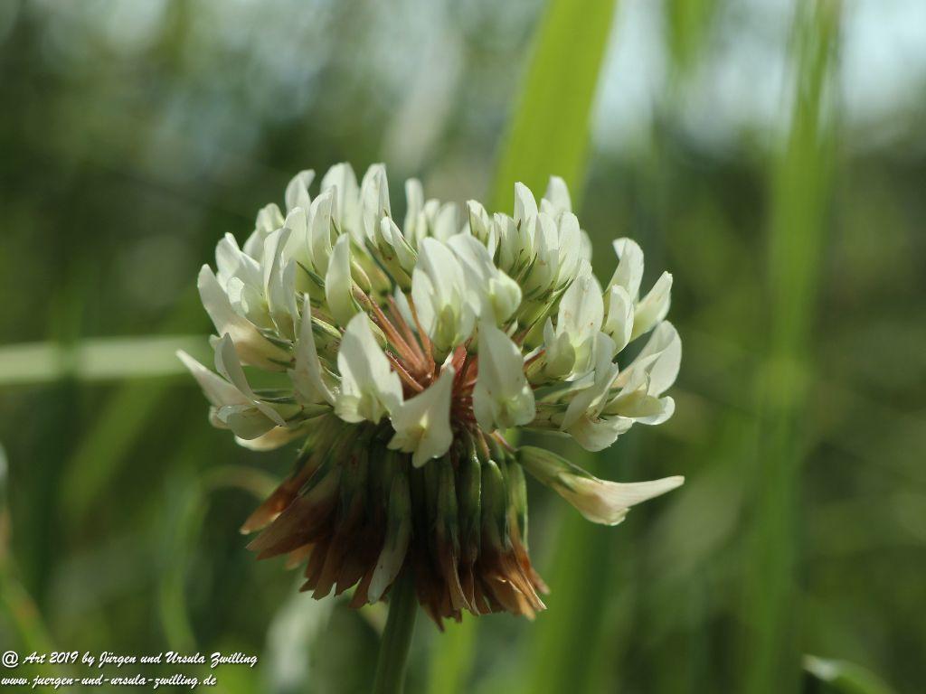 Herrenchiemsee - Schloss Herrenchiemsee - Chiemsee - Bayern