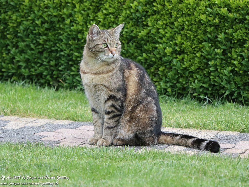 Katze Mimi - Dr. Rodolfo im Juni 2019