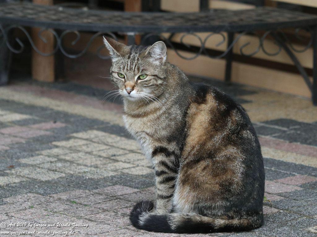 Katze Mimi - Dr. Rodolfo im Juni 2019