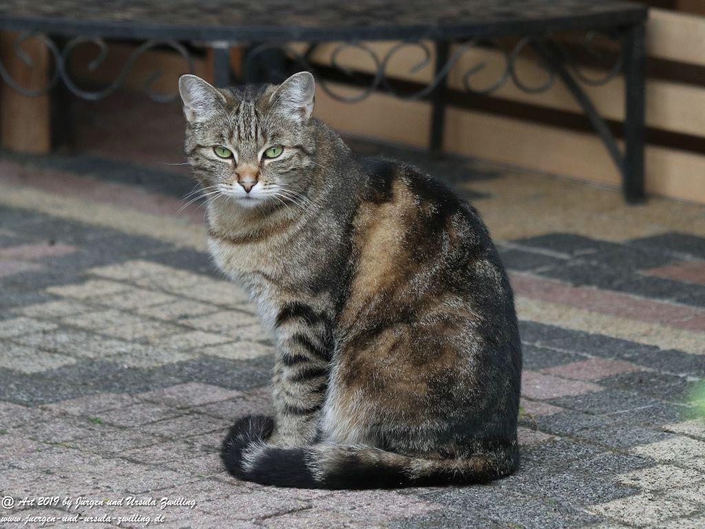Katze Mimi - Dr. Rodolfo im Juni 2019