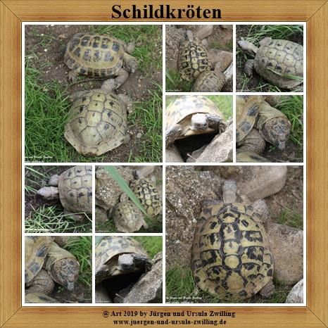 Schildkröten - Mainz -Rheinhessen